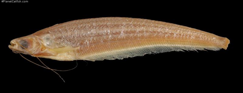 Kryptopterus mononema