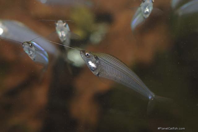 Kryptopterus vitreolus
