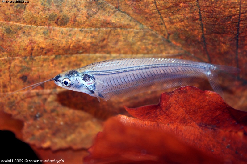 Glass Catfish, Asian Glass Catfish, Indischer Glaswels. 