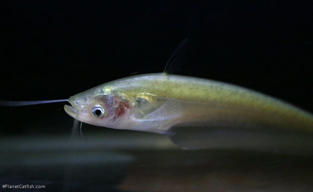 Ompok bimaculatus