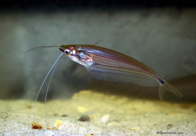 Ompok eugeneiatus