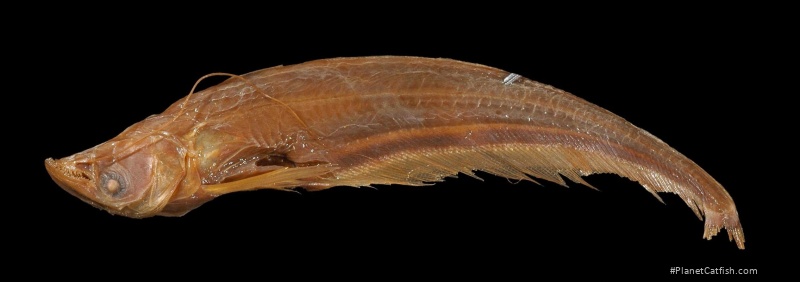 Ompok hypophthalmus