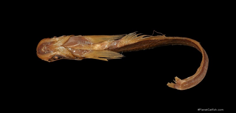 Ompok hypophthalmus