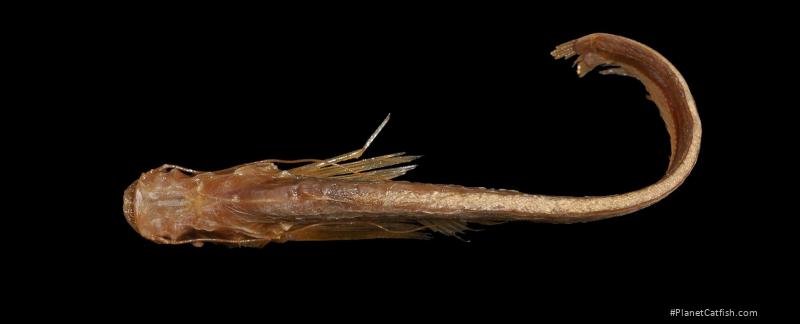 Ompok hypophthalmus