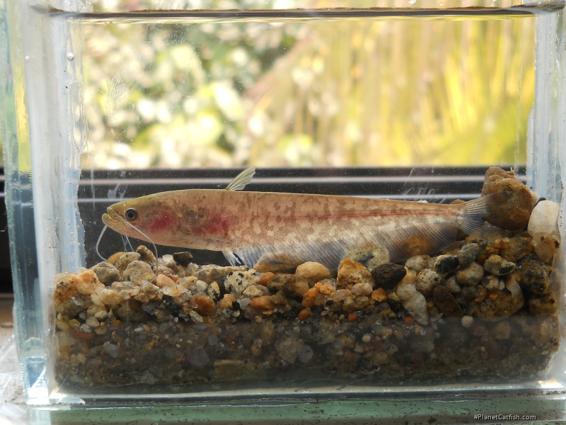 Ompok malabaricus