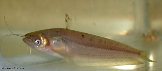 Ompok pabda