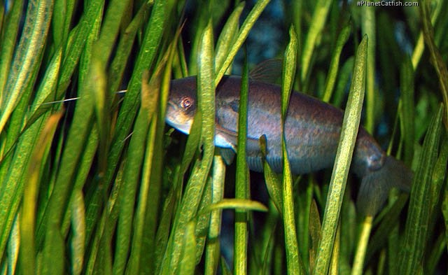 Ompok siluroides