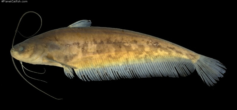 Ompok supernus