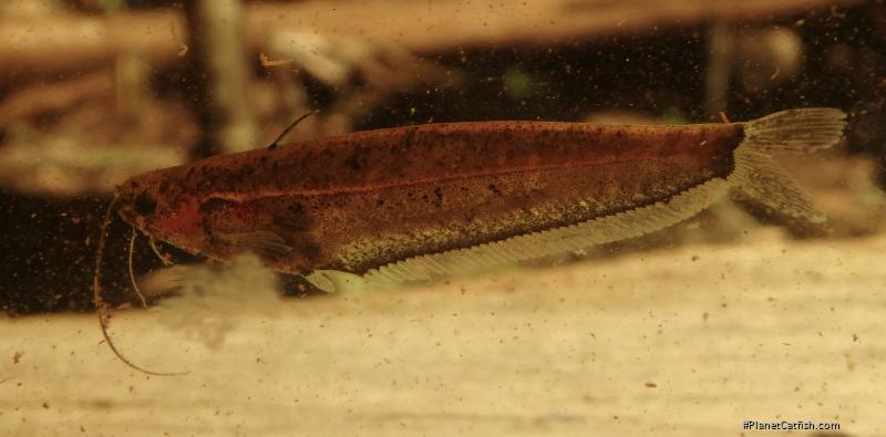 Ompok weberi