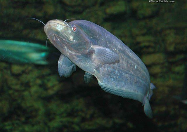 Phalacronotus apogon