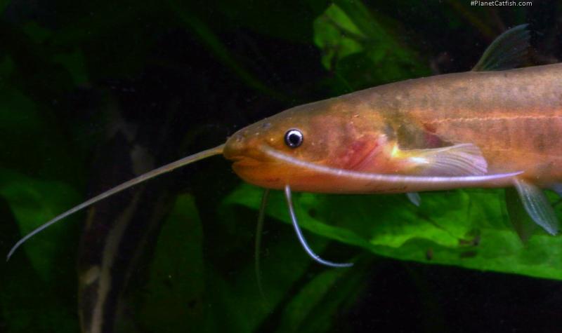 Pterocryptis anomala