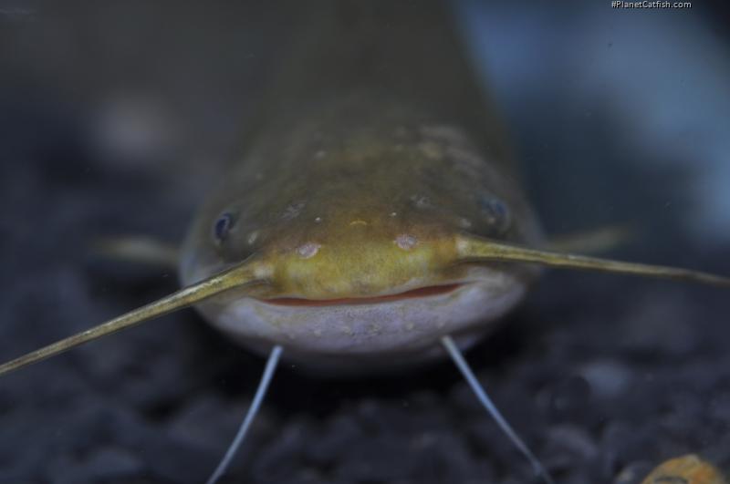Pterocryptis berdmorei