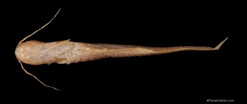 Pterocryptis gangelica