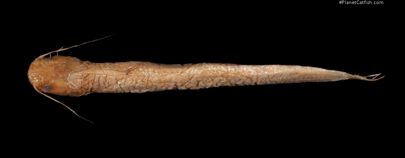 Pterocryptis wynaadensis