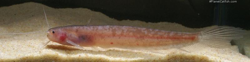 Silurichthys hasseltii