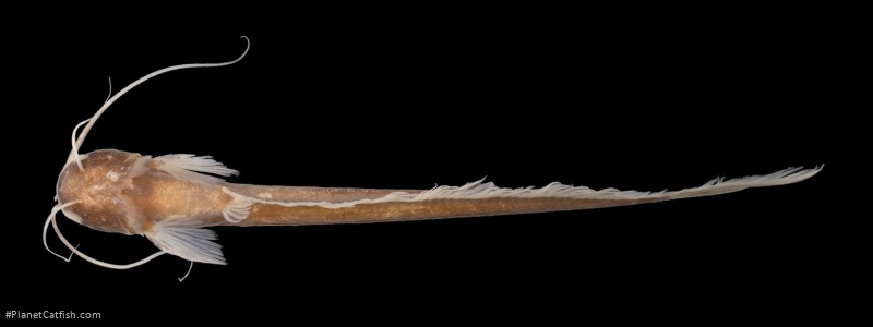 Silurichthys ligneolus
