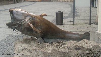 Silurus glanis