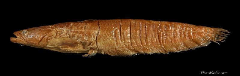 Silurus grahami