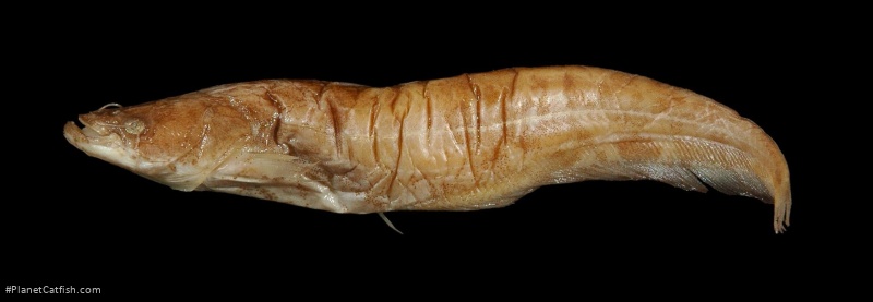 Silurus mento