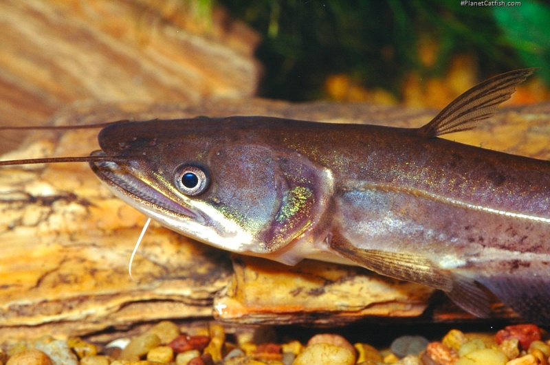 Wallago attu