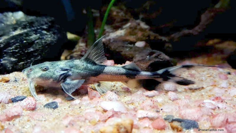 Bagarius bagarius