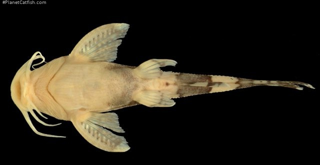 Caelatoglanis zonatus