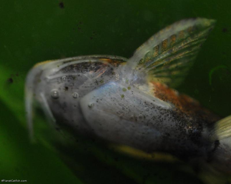 Caelatoglanis zonatus