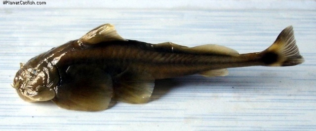 Creteuchiloglanis gongshanensis