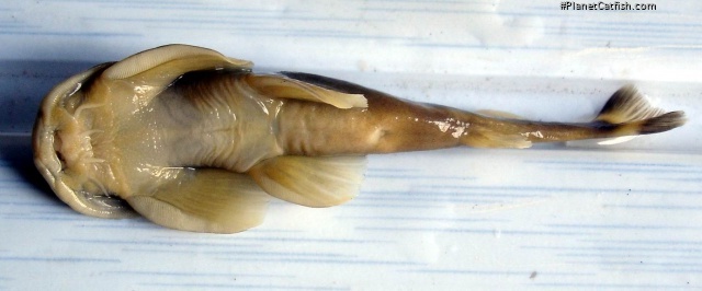 Creteuchiloglanis gongshanensis