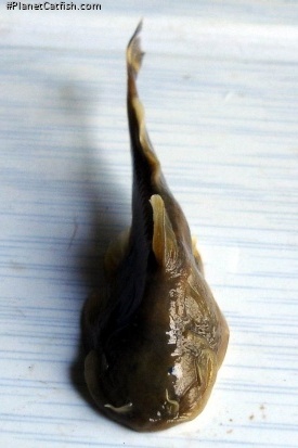 Creteuchiloglanis gongshanensis
