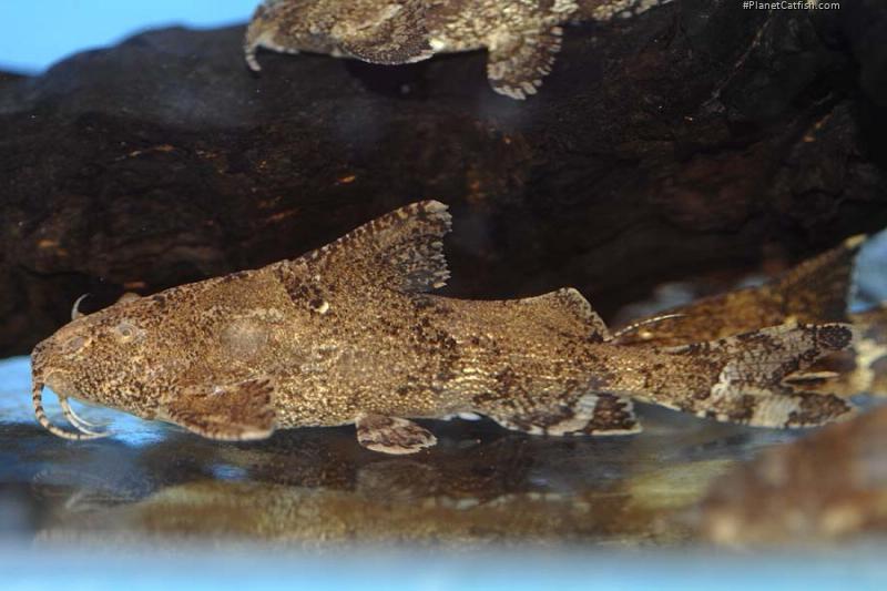 Erethistes filamentosus