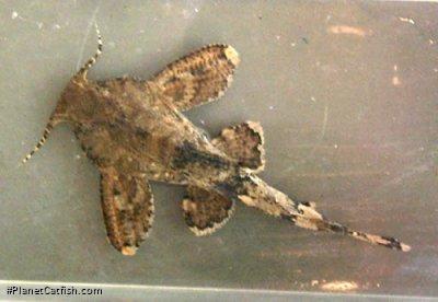 Erethistes horai