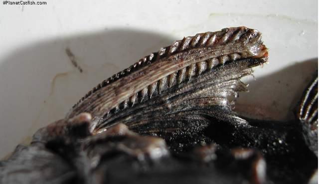 Erethistes horai