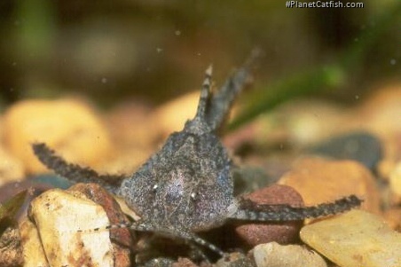 Erethistes jerdoni