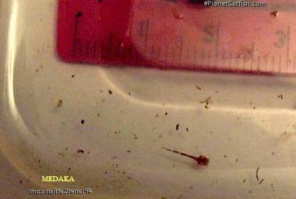 Erethistes jerdoni