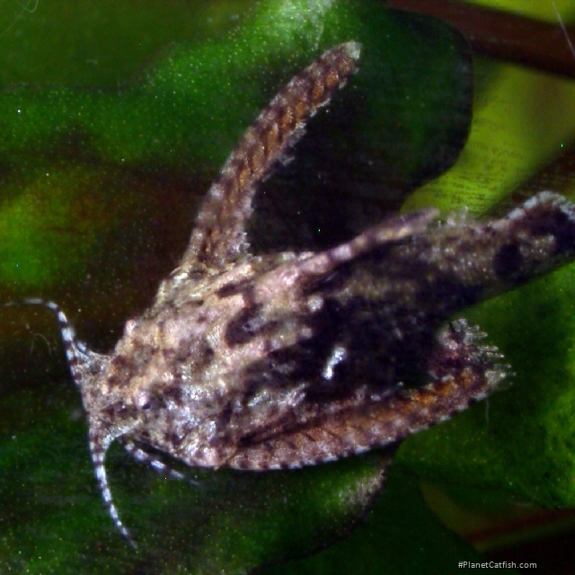 Erethistes jerdoni