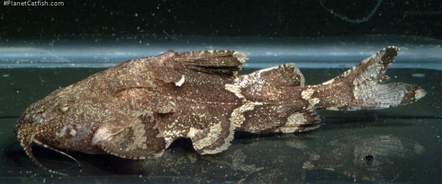 Erethistes mesembrinus