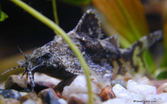 Erethistes minusculus