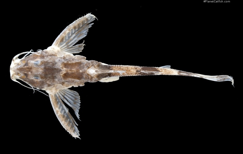 Erethistoides longispinis