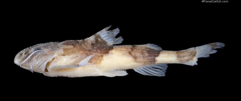 Erethistoides luteola