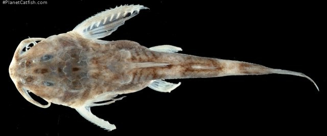 Erethistoides montana