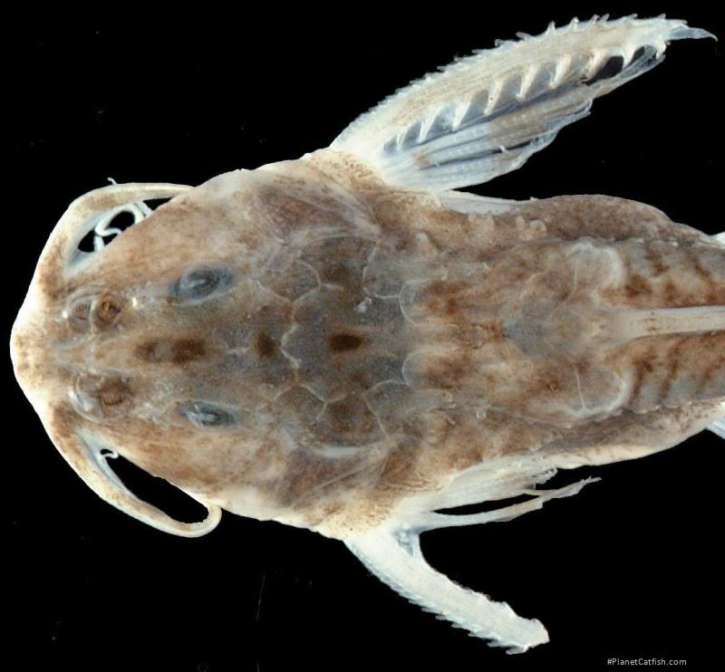 Erethistoides montana