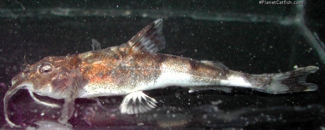 Erethistoides sicula