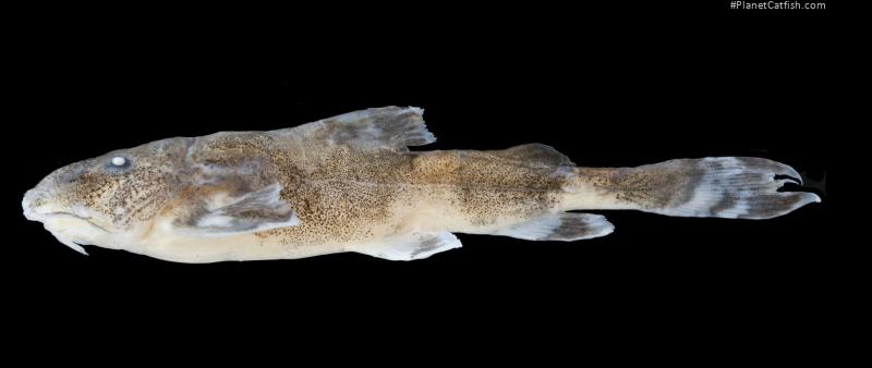 Erethistoides vescula