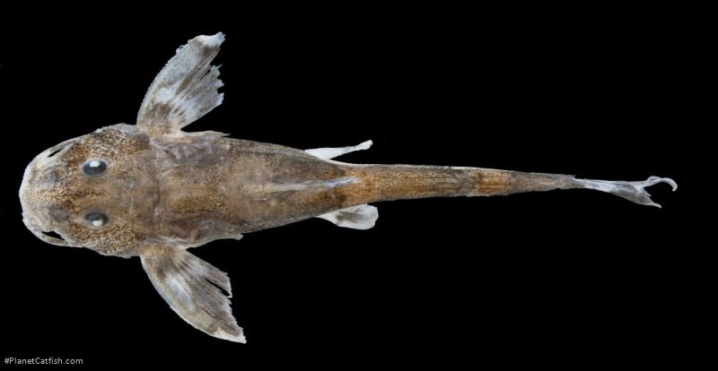 Erethistoides vescula