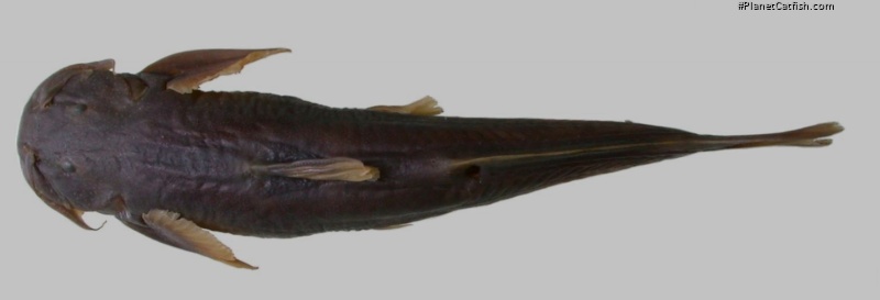 Exostoma gaoligongense