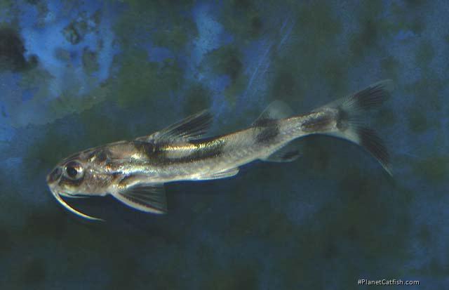 Gagata cenia