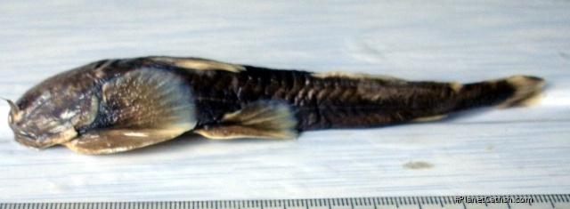 Glaridoglanis andersonii