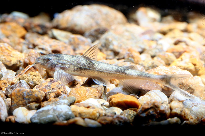 Glyptothorax botius