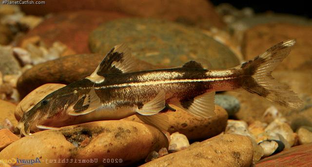 Glyptothorax buchanani